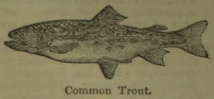 An illustration of a trout swimming to the left.