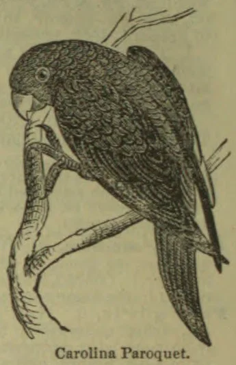 An engraved parrot perches on a branch.