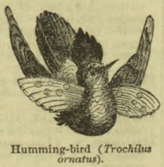 An engraved illustration of a hummingbird in flight, shown with its wings spread.