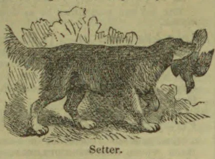 An engraved illustration of a setter dog standing in a field.