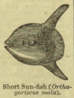 A short sunfish is shown in profile, with its fins extending above and below its rounded body.