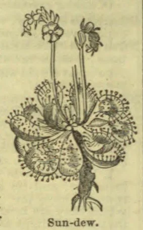 An illustration of a sundew plant with rounded, tentacle-covered leaves, roots, and two flower stalks.