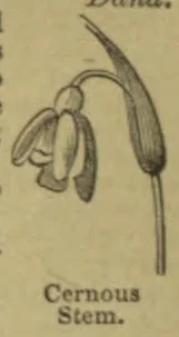 A botanical drawing of a cernuous stem with drooping flowers.