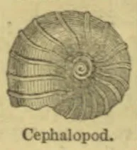 An illustration of a coiled, ribbed cephalopod shell.