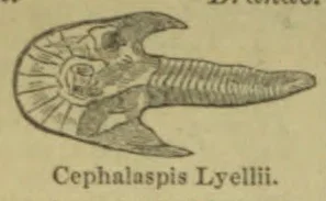 An illustration of a fossil fish with a broad, rounded armored head and a long segmented body.