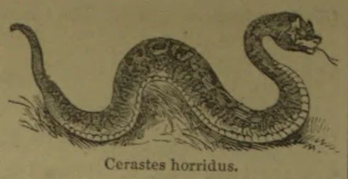An engraved illustration of a coiled snake with its head raised.