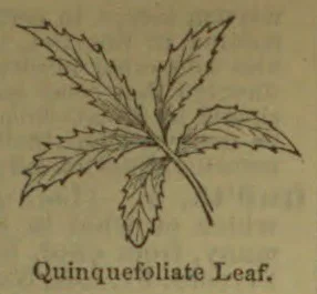 A botanical drawing of a five-part leaf with serrated leaflets and a curved stem.