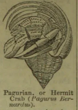 A hermit crab is shown partly withdrawn into a spiral shell.