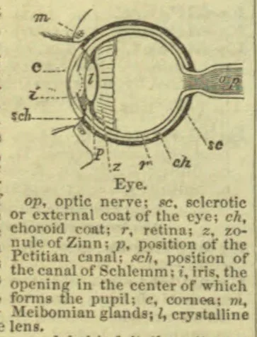 A cross-section of the eye showing its layers, lens, optic nerve, and other structures.