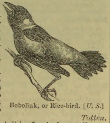 An illustrated bird perches on a branch.