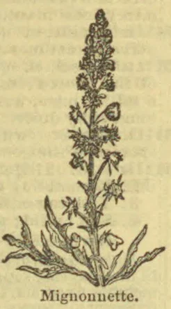 A botanical illustration of a flowering mignonette plant with a tall central stem and leaves spreading at its base.