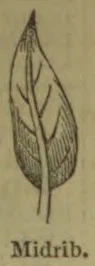 A botanical drawing of a leaf with its central vein and branching veins.