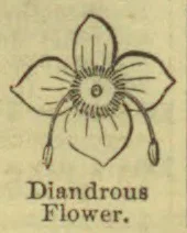 A botanical diagram of a flower with its petals and stamens shown.