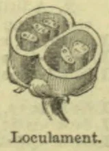 An opened, two-chambered seed pod showing seeds within its compartments.
