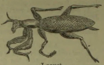 An illustrated mantis with a long, oval body and folded, spiny forelegs.