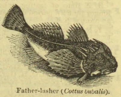 An engraved illustration of a spiny fish swimming.