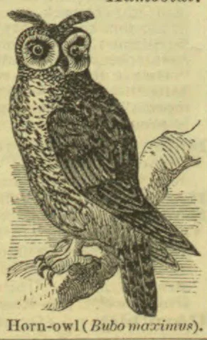 An horn-owl perched on a branch.