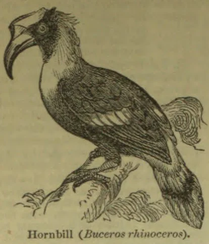 An engraved hornbill perches on a branch.