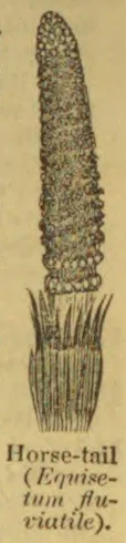 An illustration of a horsetail plant, showing its upright segmented stem and whorled leaves.