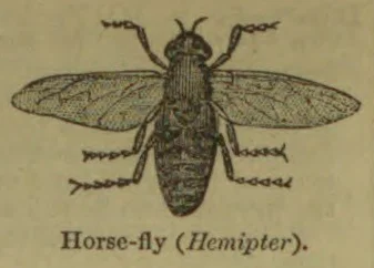 An engraved illustration of a horse-fly with its wings spread.