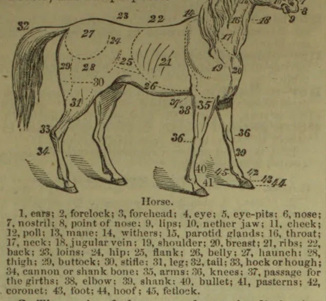 A labeled anatomical diagram of a horse, shown in side view.