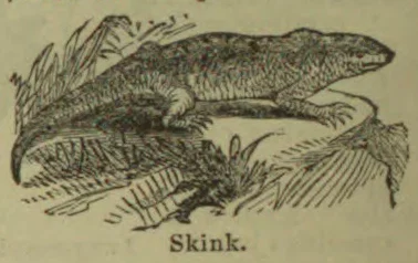 An engraved skink crawls across the ground among plants.
