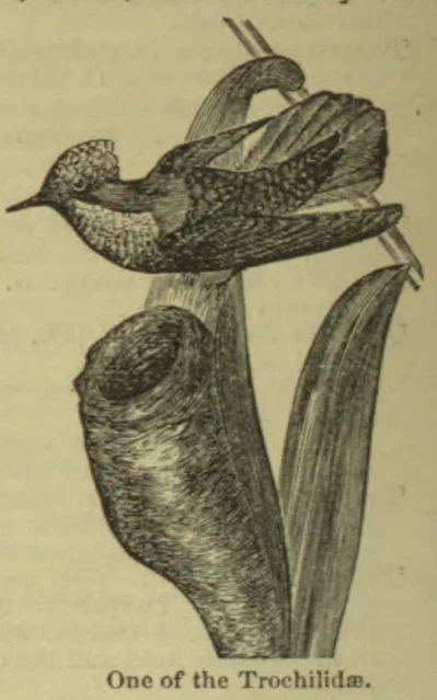 An engraving of a hummingbird flying above a large flower.