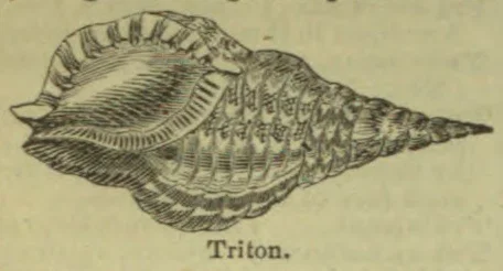An engraved illustration of a Triton sea shell.