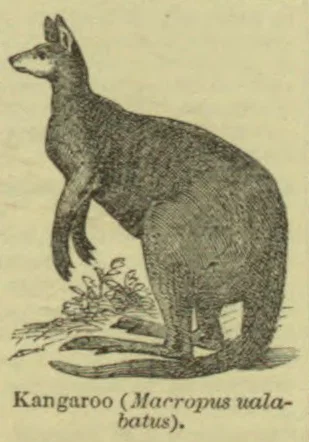 An engraved kangaroo stands upright on the ground beside a small plant.