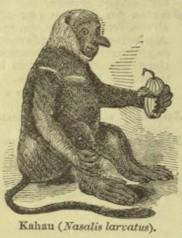 An engraving of a long-tailed monkey seated and holding a fruit.