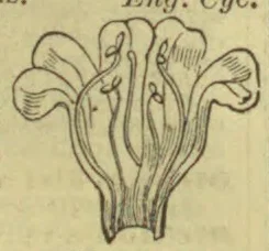 A botanical drawing of a flower cut open to show its internal reproductive structures.