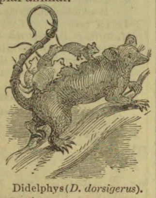 An opossum carrying its young on its back as it climbs along a branch.