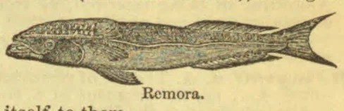 An elongated fish with a suction disc on its head and a deeply forked tail.