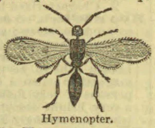 An illustration of a winged insect with a narrow waist and elongated abdomen.