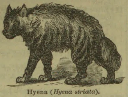 An engraved illustration of a hyena standing in profile.