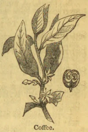 An engraved botanical illustration of a coffee plant, with leaves, fruit, and a cross-section of a coffee berry.
