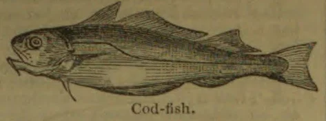 A drawing of a cod fish in profile.