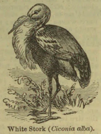 An engraved illustration of a white stork standing among plants.