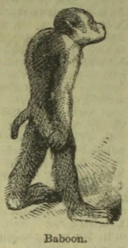 An engraving of a baboon standing upright on its hind legs.