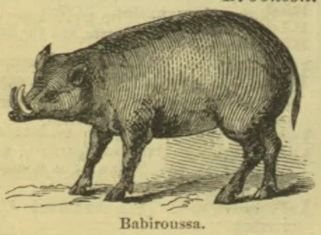 An engraved illustration of a babiroussa standing in profile.