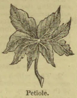 A drawing of a lobed leaf with a long, curved petiole.