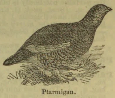 A ptarmigan stands among grasses and brush.