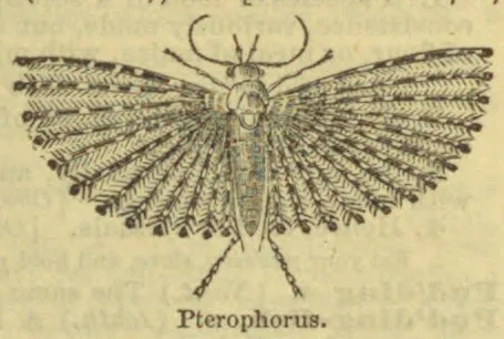 A moth with its broad, feather-like wings spread out.