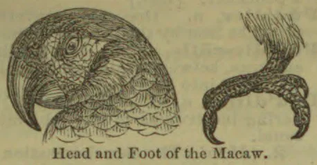 A detailed engraving of a macaw’s head and clawed foot.