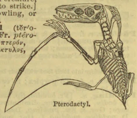 A drawing of a pterodactyl skeleton with its long wings extended.