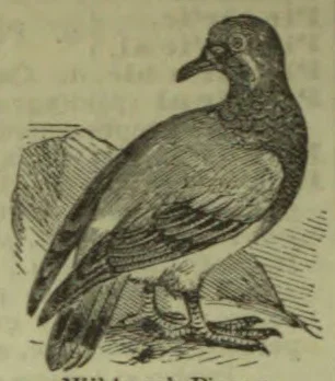 An engraved illustration of a pigeon standing on the ground.