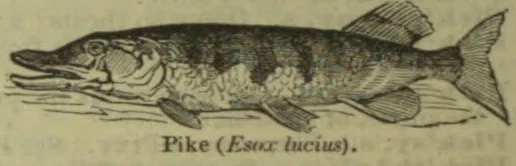 An engraved illustration of a pike fish.