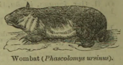 An illustration of a wombat sitting on the ground.