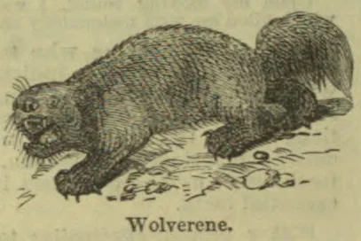An illustration of a wolverine crouching on the ground.