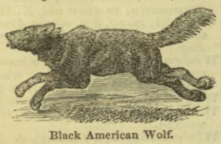 An illustration of a wolf running, with its tail raised.